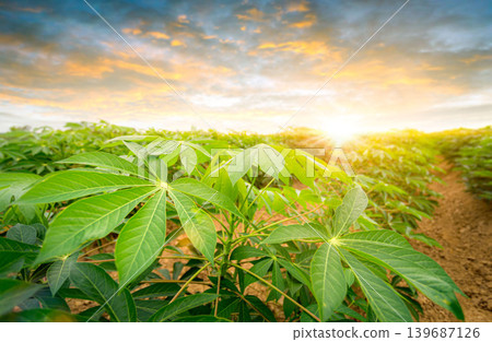 row of cassava tree in field. Growing cassava, young shoots growing. The cassava is the tropical food plant,it is a cash crop in Thailand. This is the landscape of cassava plantation in the Thailand. row of cassava tree in field. Growing cassava, young shoots growing. The cassava is the tropical food plant,it is a cash crop in Thailand. This is the landscape of cassava plantation in the Thailand. 139687126