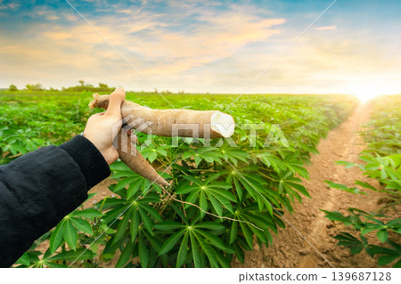 Agriculture is harvesting tapioca from cassava farms. Farmers are harvesting cassava, which is an agricultural product. Cassava, a cash crop for the food industry. Farmers harvest cassava. 139687128