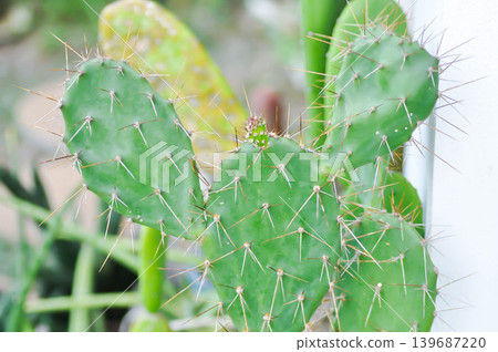 Opuntia tuna, Angiosperms or Opuntia or Cactaceae or Tuna Cactus or Prickly Pears Opuntia tuna, Angiosperms or Opuntia or Cactaceae or Tuna Cactus or Prickly Pears 139687220