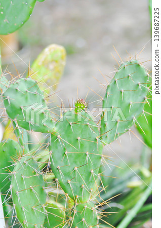 Opuntia tuna, Angiosperms or Opuntia or Cactaceae or Tuna Cactus or Prickly Pears Opuntia tuna, Angiosperms or Opuntia or Cactaceae or Tuna Cactus or Prickly Pears 139687225