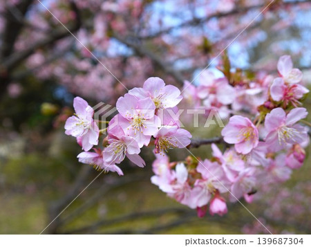 Cherry blossom Cherry blossom 139687304