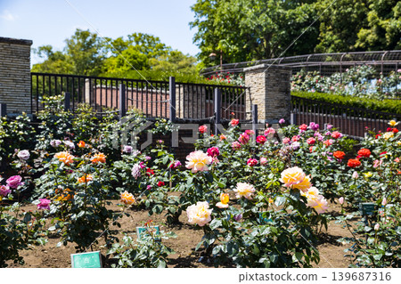 東京秋留野市:東京都秋留台公園玫瑰節 東京秋留野市:東京都秋留台公園玫瑰節 139687316