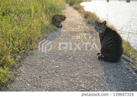A tabby cat and a calico cat playing on the embankment A tabby cat and a calico cat playing on the embankment 139687328