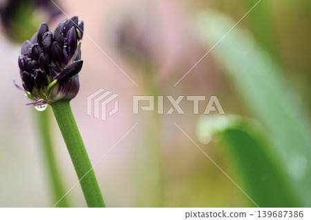 Blackish-purple flower buds covered in raindrops Blackish-purple flower buds covered in raindrops 139687386
