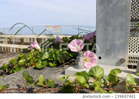 海邊盛開的空心菜 海邊盛開的空心菜 139687481
