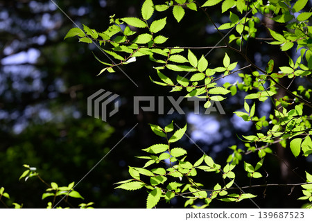 The trees on the mountain, bathed in sunlight and lush green leaves The trees on the mountain, bathed in sunlight and lush green leaves 139687523