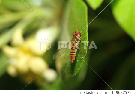 A hoverfly resting on a Pittosporum leaf. A hoverfly resting on a Pittosporum leaf. 139687572