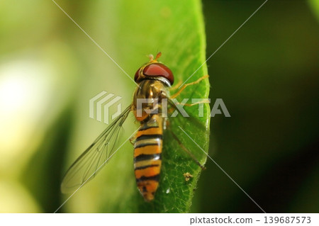 A hoverfly resting on a Pittosporum leaf. A hoverfly resting on a Pittosporum leaf. 139687573