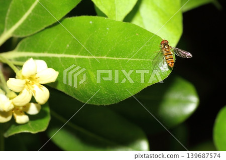A hoverfly resting on a Pittosporum leaf. A hoverfly resting on a Pittosporum leaf. 139687574