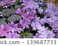  hydrangea 139687733