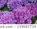  hydrangea 139687734