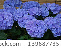  hydrangea 139687735