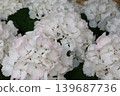  hydrangea 139687736