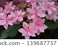  hydrangea 139687737