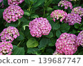  hydrangea 139687747