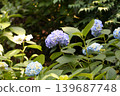  hydrangea 139687748