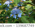  hydrangea 139687749