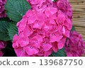  hydrangea 139687750