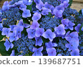  hydrangea 139687751
