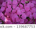  hydrangea 139687753