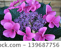  hydrangea 139687756