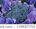  hydrangea 139687758