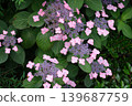  hydrangea 139687759