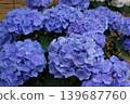  hydrangea 139687760