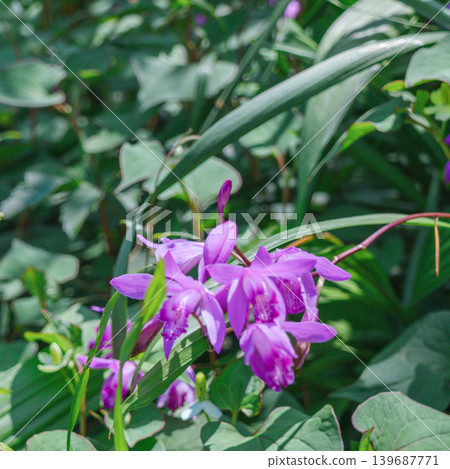 紫白及(Bletilla striata)在奧富納花卉中心 紫白及(Bletilla striata)在奧富納花卉中心 139687771