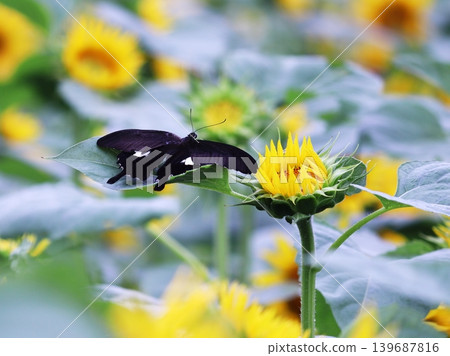 A swallowtail butterfly resting its wings on a sunflower leaf. A swallowtail butterfly resting its wings on a sunflower leaf. 139687816