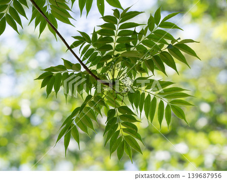 Young sumac leaves shining in the dappled sunlight Young sumac leaves shining in the dappled sunlight 139687956
