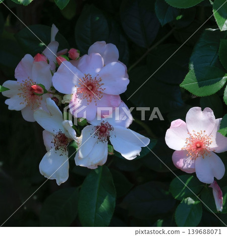Pale pink rose family flowers blooming at Ofuna Flower Center Pale pink rose family flowers blooming at Ofuna Flower Center 139688071