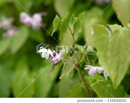 Freshwater leek Freshwater leek 139688081