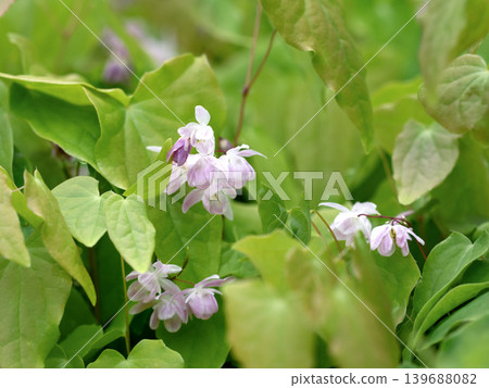 Freshwater leek Freshwater leek 139688082
