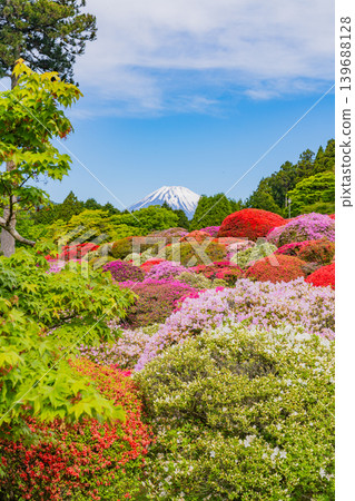 從山頂飯店美麗的杜鵑花園眺望富士山（神奈川縣） 139688128