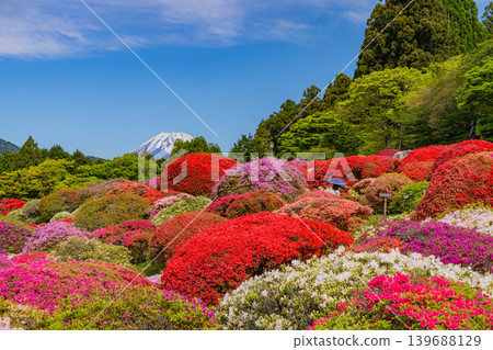 Mount Fuji as seen from the beautiful azalea garden of the mountain hotel (Kanagawa Prefecture) Mount Fuji as seen from the beautiful azalea garden of the mountain hotel (Kanagawa Prefecture) 139688129