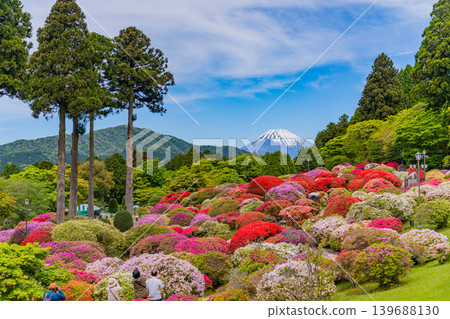 從山頂飯店美麗的杜鵑花園眺望富士山(神奈川縣) 從山頂飯店美麗的杜鵑花園眺望富士山(神奈川縣) 139688130