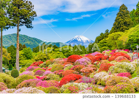 Mount Fuji as seen from the beautiful azalea garden of the mountain hotel (Kanagawa Prefecture) Mount Fuji as seen from the beautiful azalea garden of the mountain hotel (Kanagawa Prefecture) 139688133