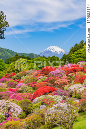 Mount Fuji as seen from the beautiful azalea garden of the mountain hotel (Kanagawa Prefecture) Mount Fuji as seen from the beautiful azalea garden of the mountain hotel (Kanagawa Prefecture) 139688134