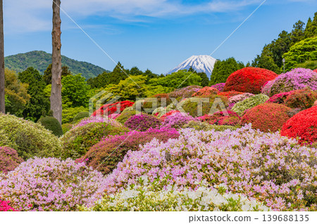 從山頂飯店美麗的杜鵑花園眺望富士山(神奈川縣) 從山頂飯店美麗的杜鵑花園眺望富士山(神奈川縣) 139688135