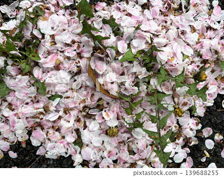 櫻花花瓣和綠葉散落在濕潤的地面上。 櫻花花瓣和綠葉散落在濕潤的地面上。 139688255