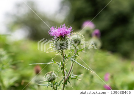 Purple wild thistle flowers growing naturally in green woodland surroundings. Detailed botanical textures create a natural countryside atmosphere. 139688466