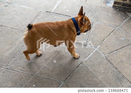 Brown french bulldog sniffing around brick structure beside outdoor pavement area. Curious pet behavior captured during casual city walk exploration. Brown french bulldog sniffing around brick structure beside outdoor pavement area. Curious pet behavior captured during casual city walk exploration. 139688471
