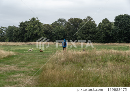 Person walks energetic dogs through a rainy meadow with playful movement, outdoor exercise, and natural countryside scenery. Person walks energetic dogs through a rainy meadow with playful movement, outdoor exercise, and natural countryside scenery. 139688475