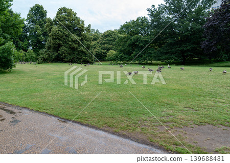 Wild geese feed naturally across open parkland with green surroundings, combining urban recreation space and natural bird habitat scenery. Wild geese feed naturally across open parkland with green surroundings, combining urban recreation space and natural bird habitat scenery. 139688481