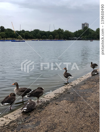 Greylag geese standing beside calm water at The Serpentine near Kensington Gardens in London. Wild birds gather naturally along lakeside park environment. Greylag geese standing beside calm water at The Serpentine near Kensington Gardens in London. Wild birds gather naturally along lakeside park environment. 139688490