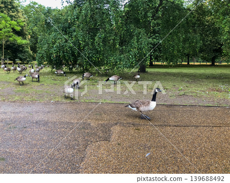 Canada geese grazing across public parkland near Kensington Gardens in London. Large flock spreads naturally beneath green trees within calm urban outdoor environment. Canada geese grazing across public parkland near Kensington Gardens in London. Large flock spreads naturally beneath green trees within calm urban outdoor environment. 139688492