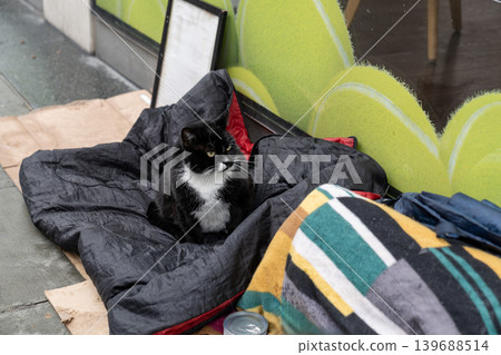 Black and white cat resting on a blanket outside a shop window. Cardboard and cans visible near the feline. Black and white cat resting on a blanket outside a shop window. Cardboard and cans visible near the feline. 139688514