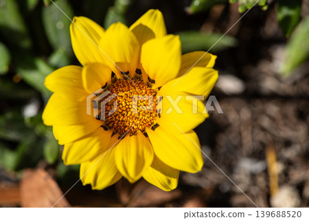 黃色金盞花,留白處 黃色金盞花,留白處 139688520