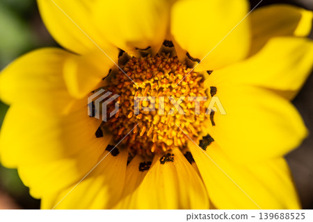 黃色的金盞花遍佈整個花園。 139688525